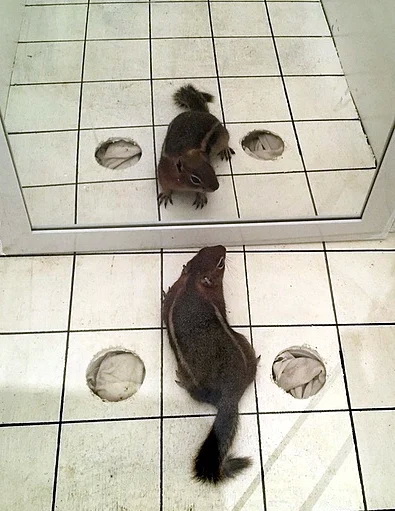 GMGS_Arena_Mirror_Image_Stimulation_1
