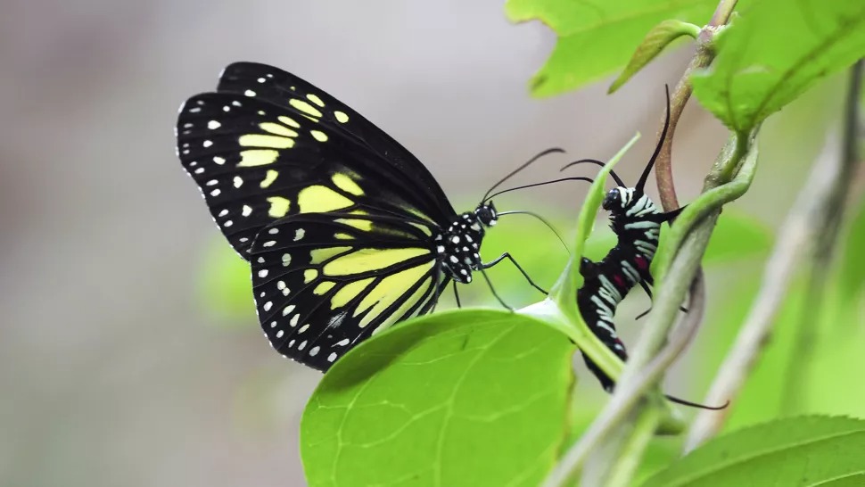 butterflies1