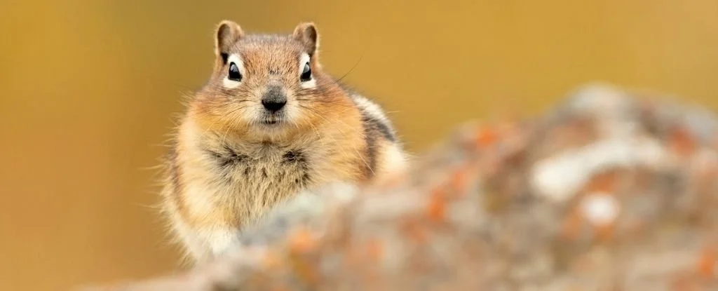 groundquirrelpersonality
