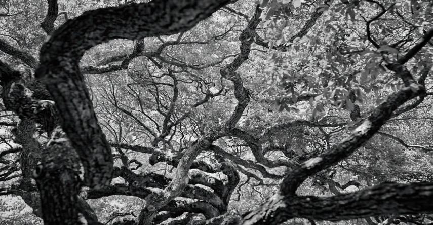 tree1